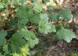 Image of European gooseberry