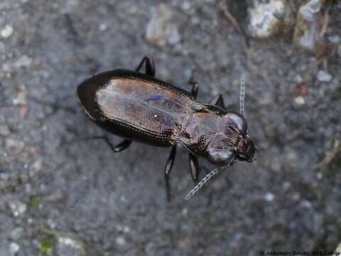 Image of mountain springtail-stalker