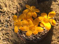 Image of Crocus gargaricus Herb.