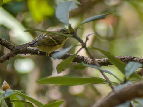 Imagem de Phylloscopus pulcher Blyth 1845