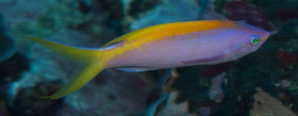 Image of Goldback anthias