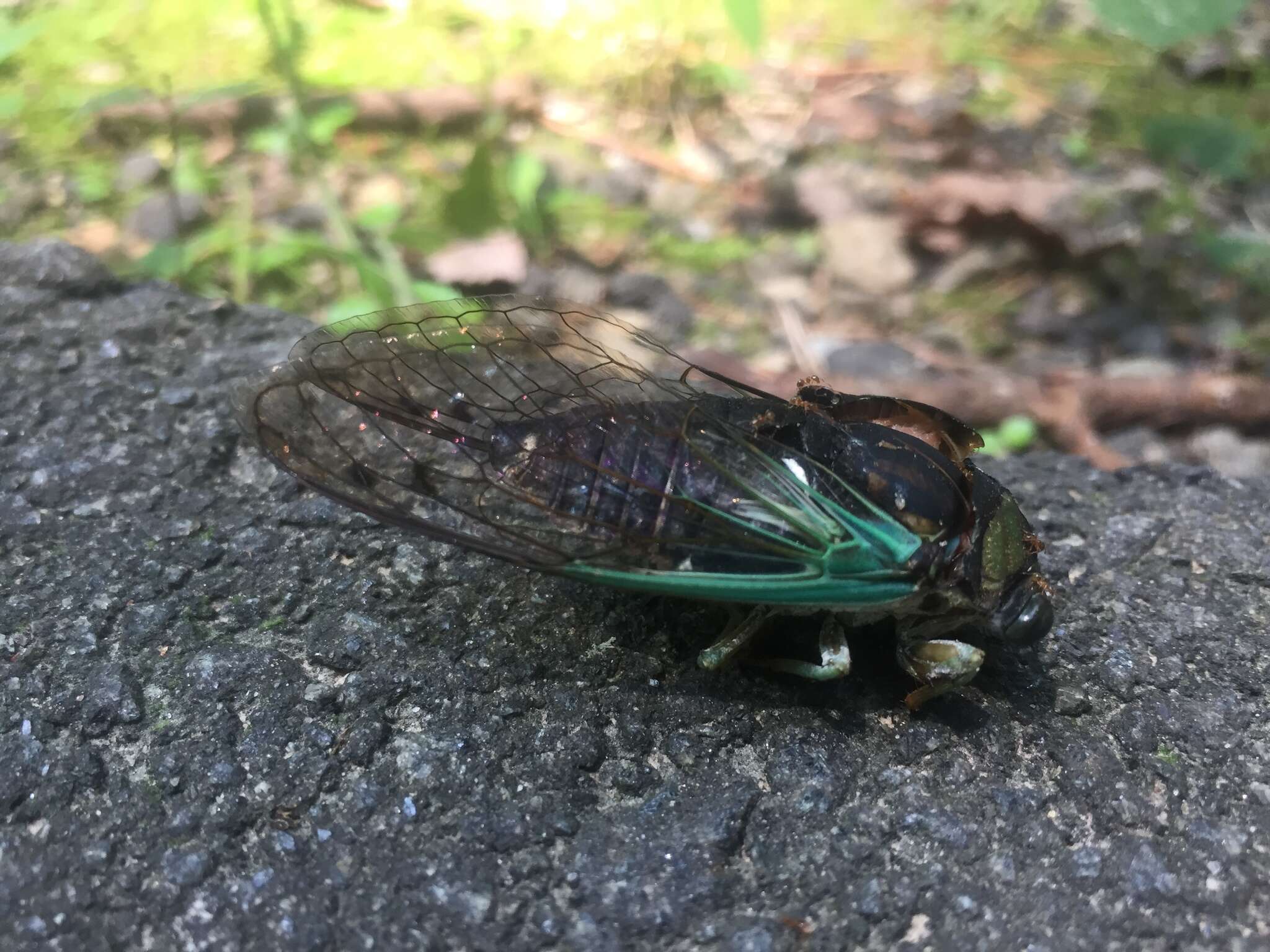 Image of Neotibicen tibicen (Linnaeus 1758)