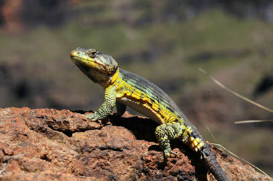 Image of Drakensberg Crag Lizard