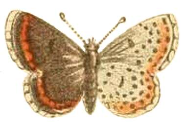 Image of Aricia chinensis