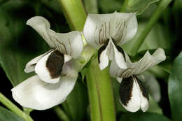 Image of Broad Bean