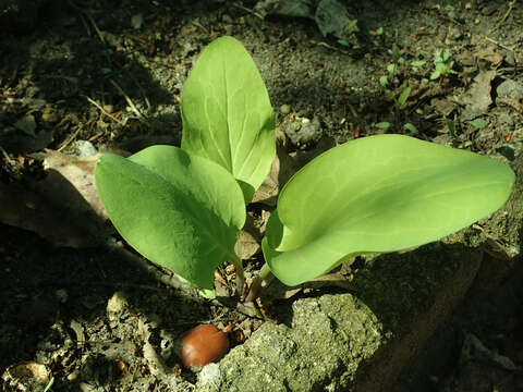 Image of Virginia Bluebell