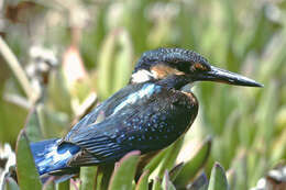 Image of Common Kingfisher