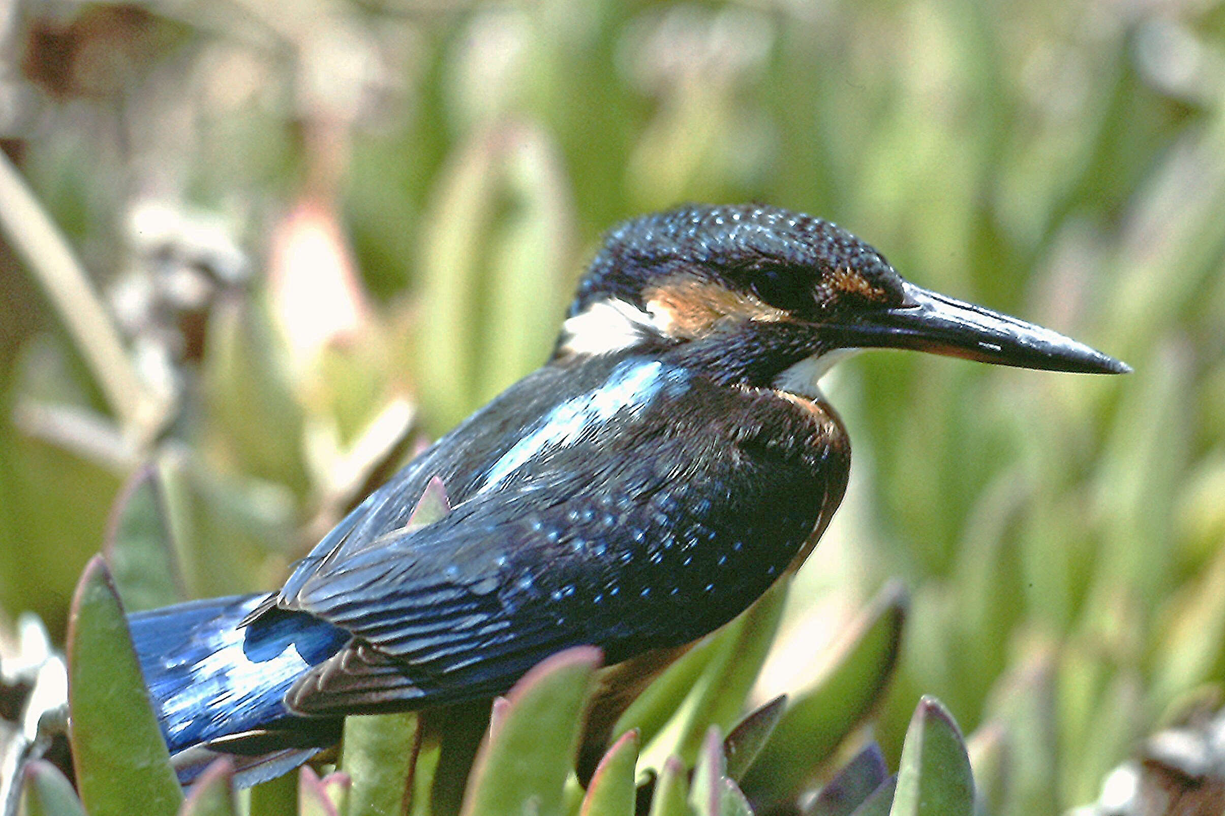 Image of Common Kingfisher