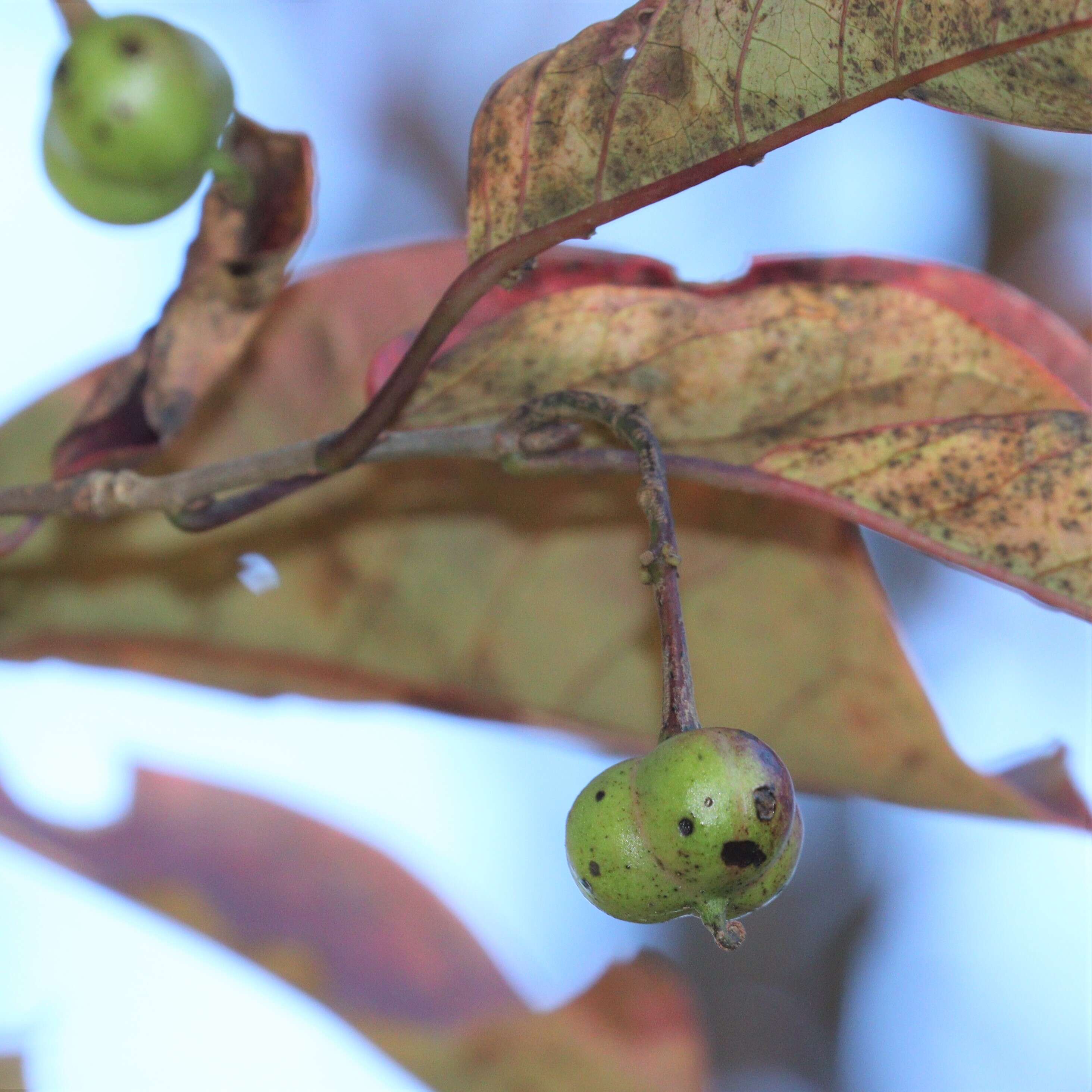 صورة Neoshirakia japonica (Siebold & Zucc.) Esser