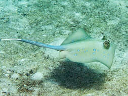 Image of Bluespotted Maskray