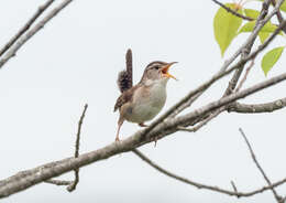 Image of Marsh Wren