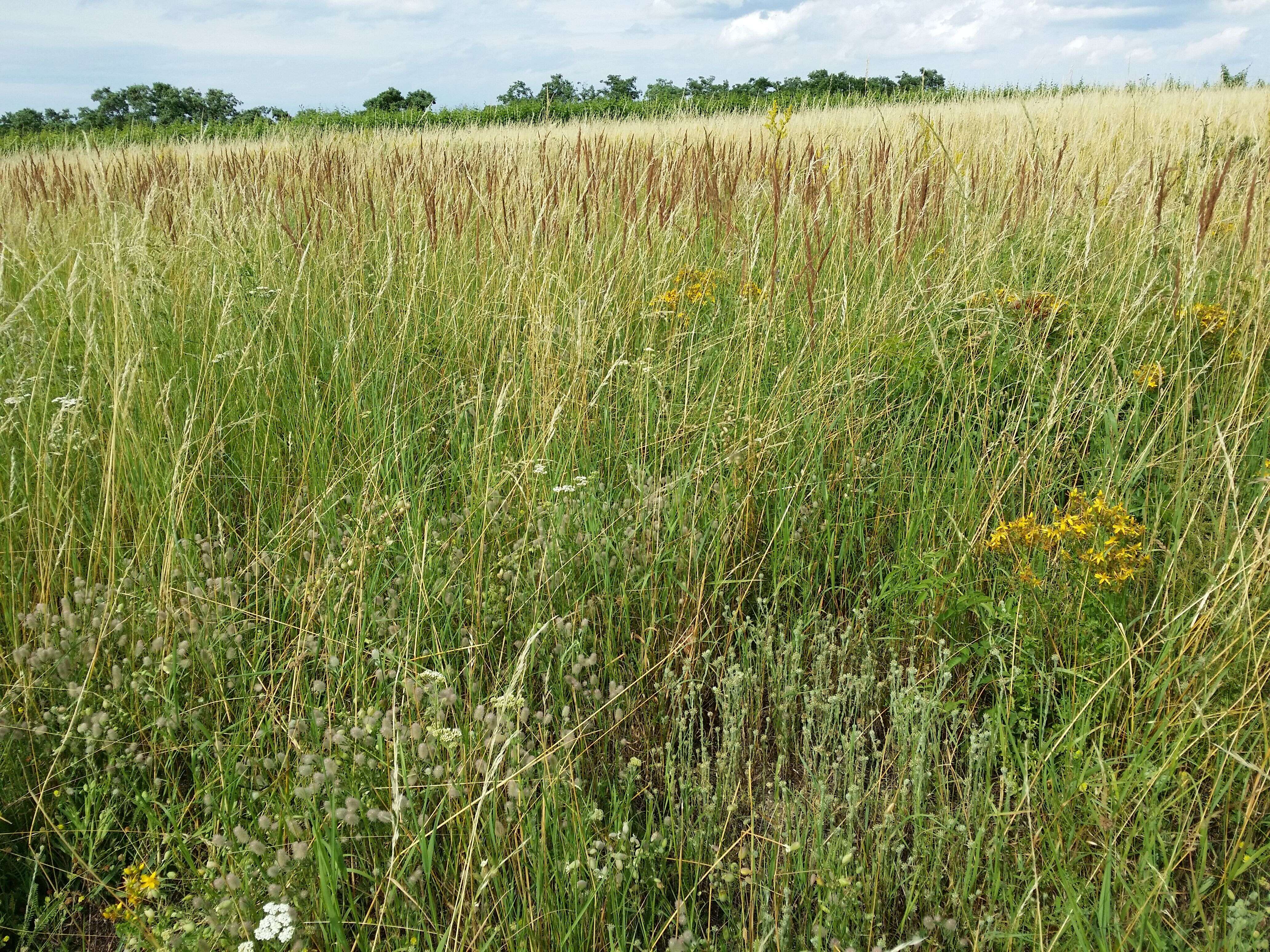 Image of common cottonrose