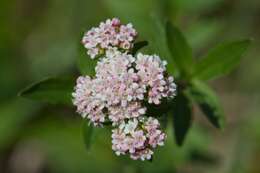 Image of marsh valerian