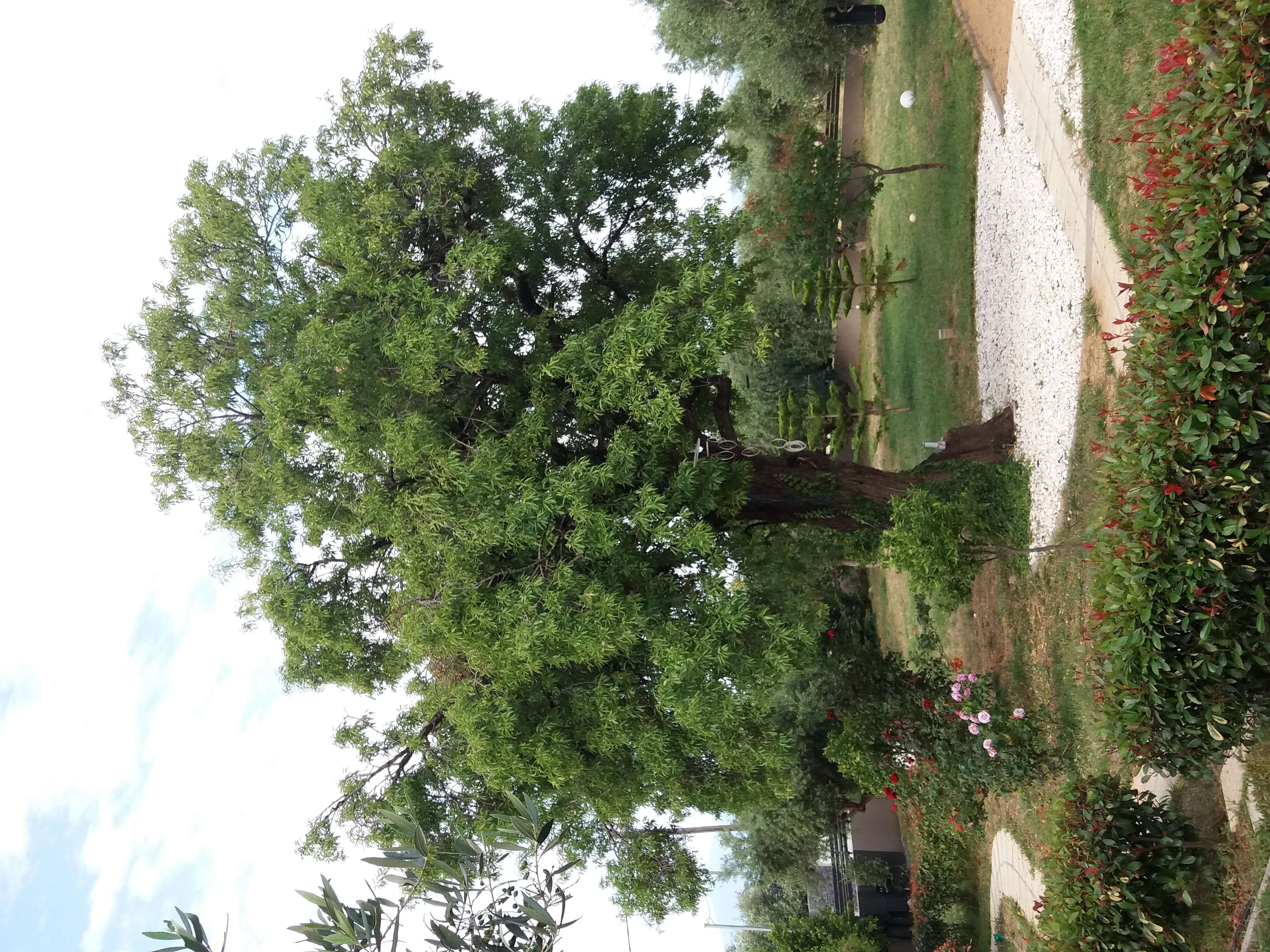 Image of flowering almond