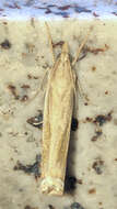 Image of Ancylolomia japonica Zeller