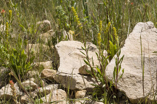 Image of Mt. Albert goldenrod