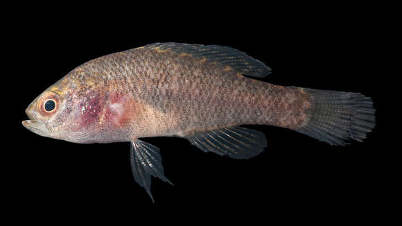 Image of pygmy sunfishes