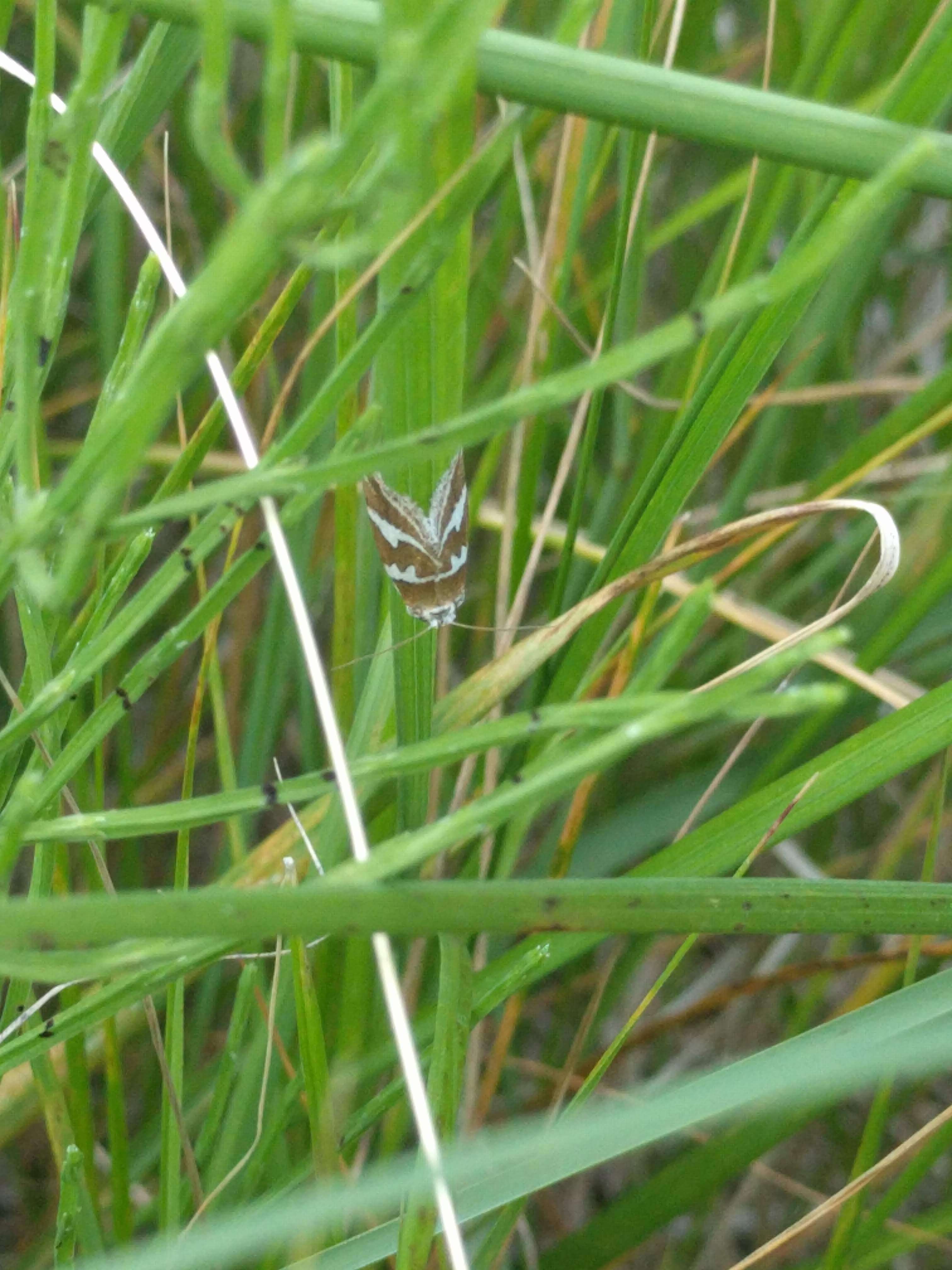 Image de barré dargent