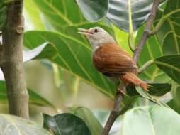 Image of ovenbirds