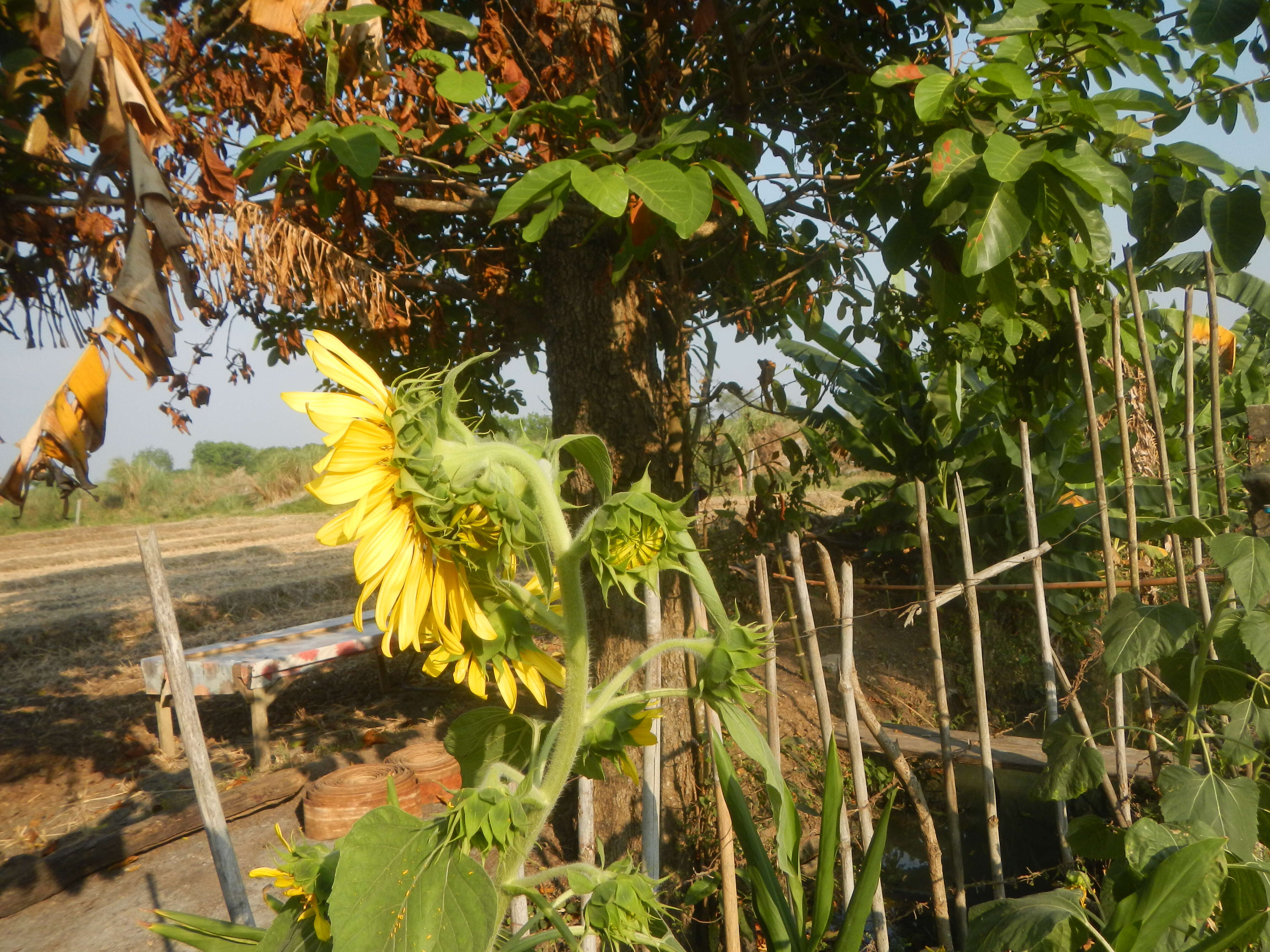 Image of common sunflower