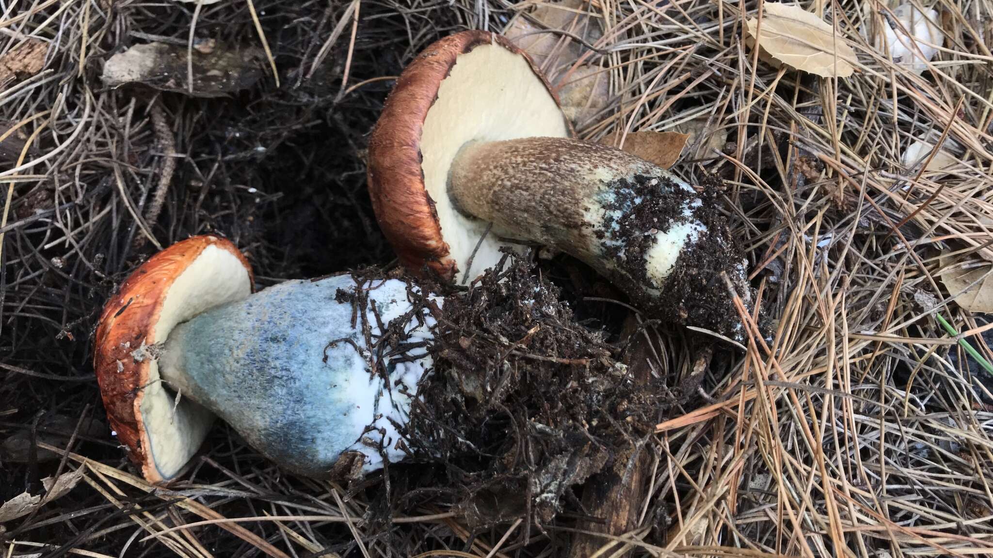 Image of Leccinum manzanitae Thiers 1971