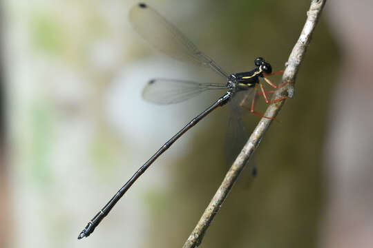 Image of flatwings