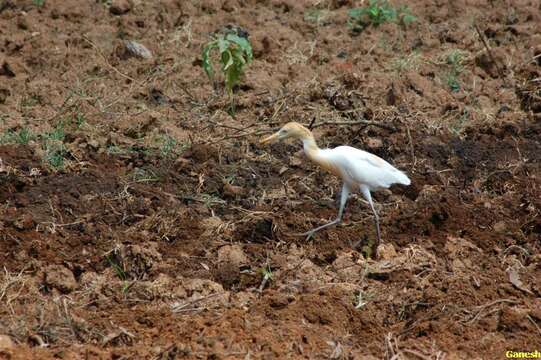 Image of Eastern Cattle Egret