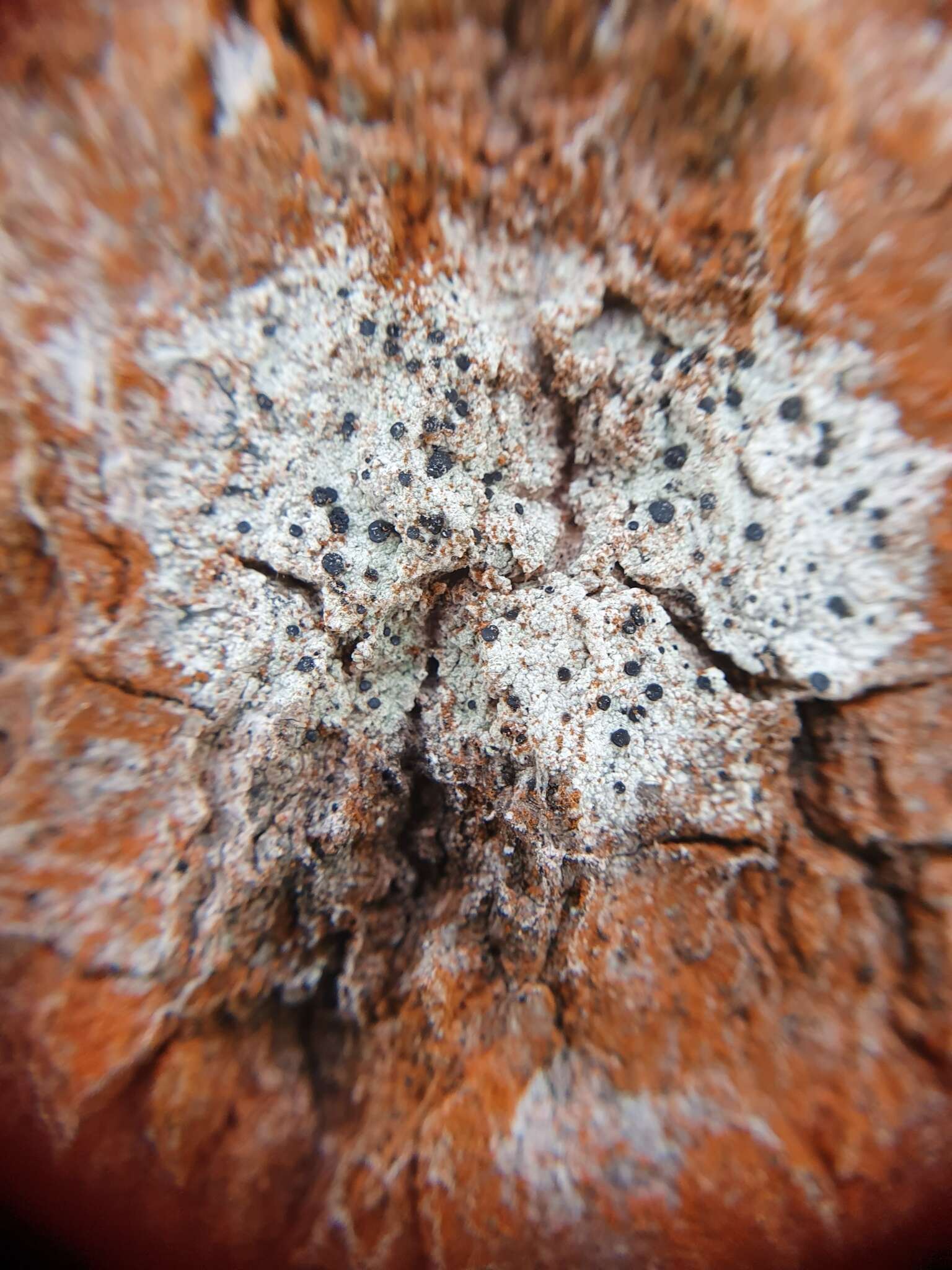 Image of lecidella lichen