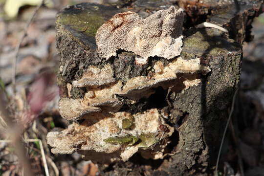 Image of Trametes trogii Berk. 1850