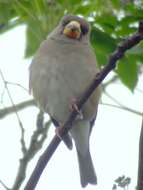 Image of Eophona Gould 1851