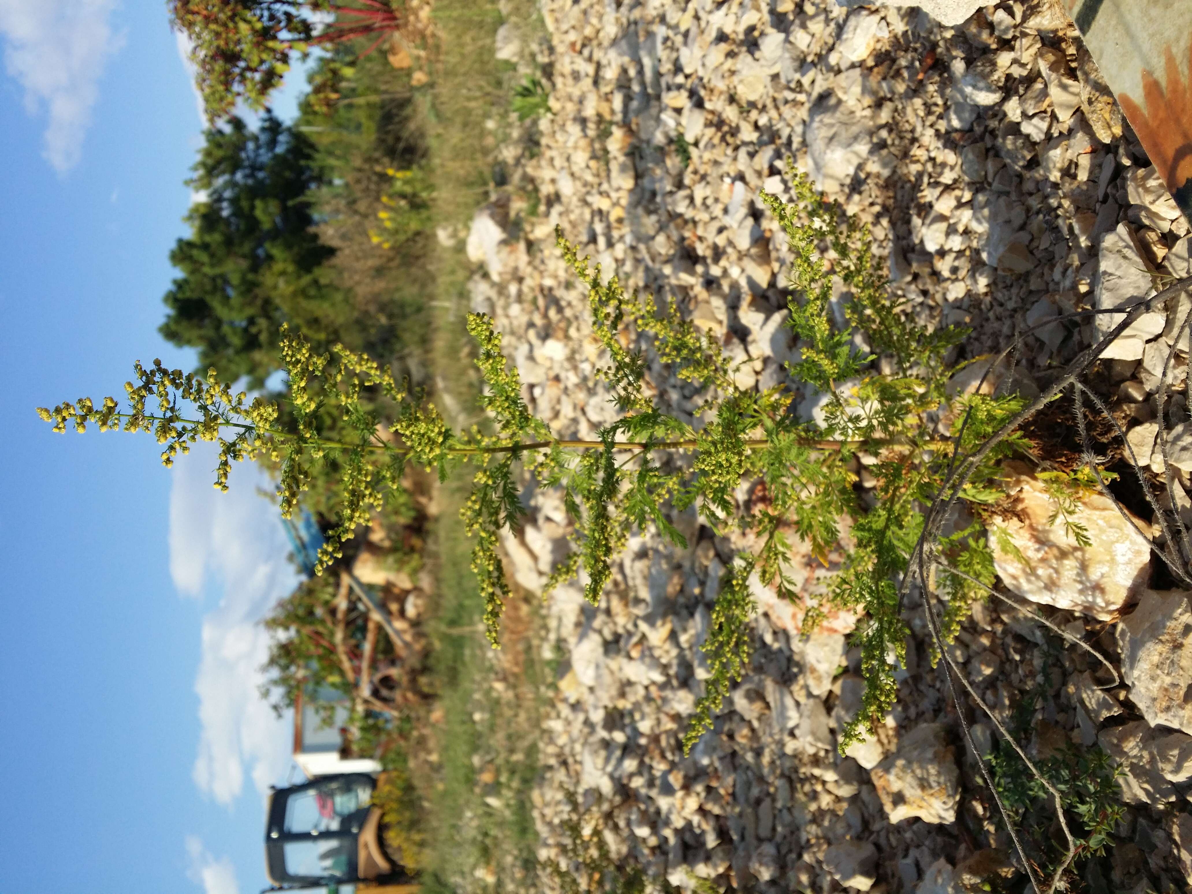 Image of sweet sagewort