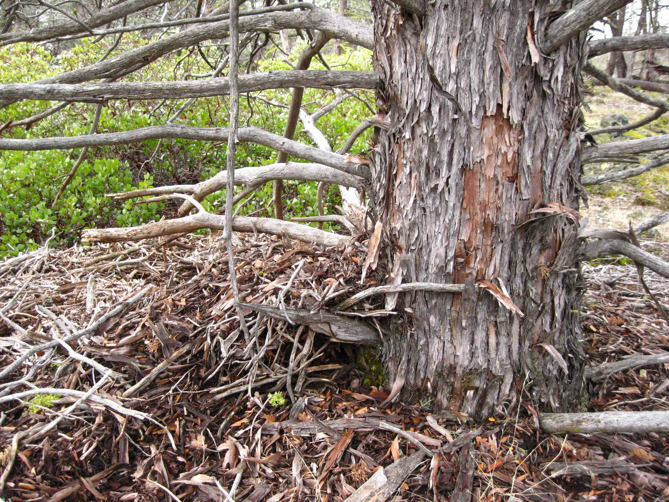 Image of Baker Cypress