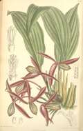 Image of Orchidantha