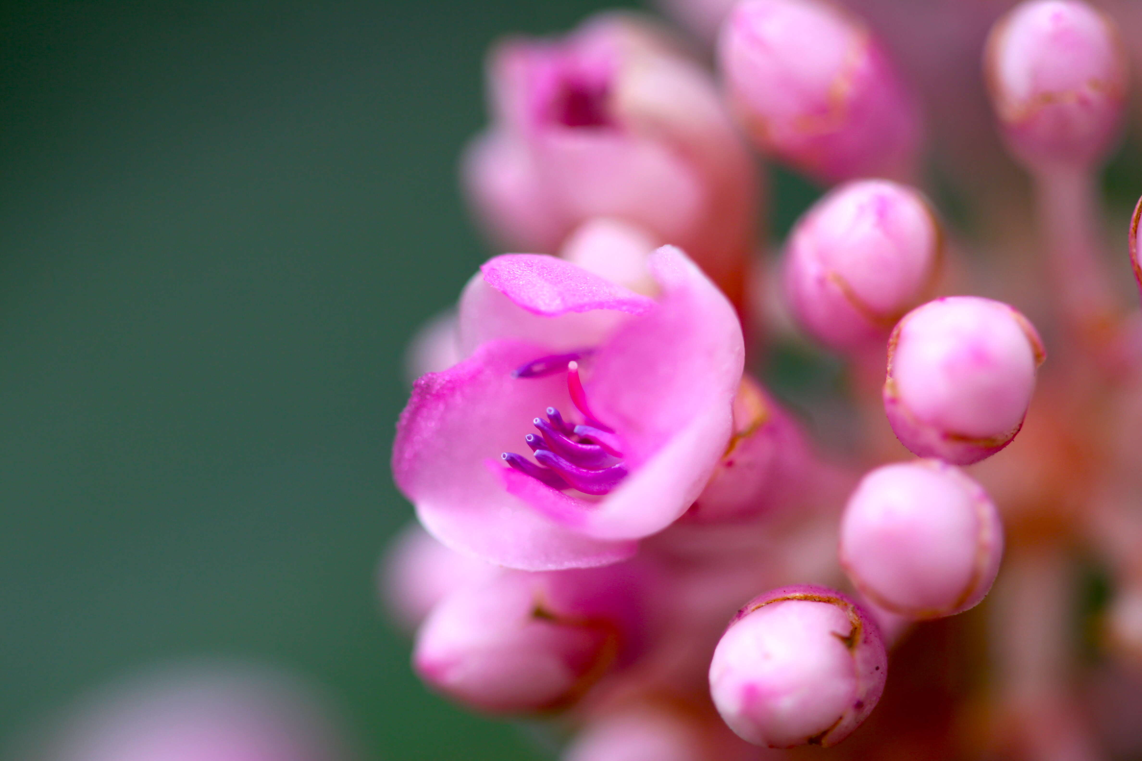 Imagem de Medinilla