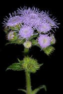 Imagem de Ageratum houstonianum Mill.