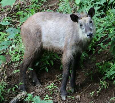 Image of Japanese Serow