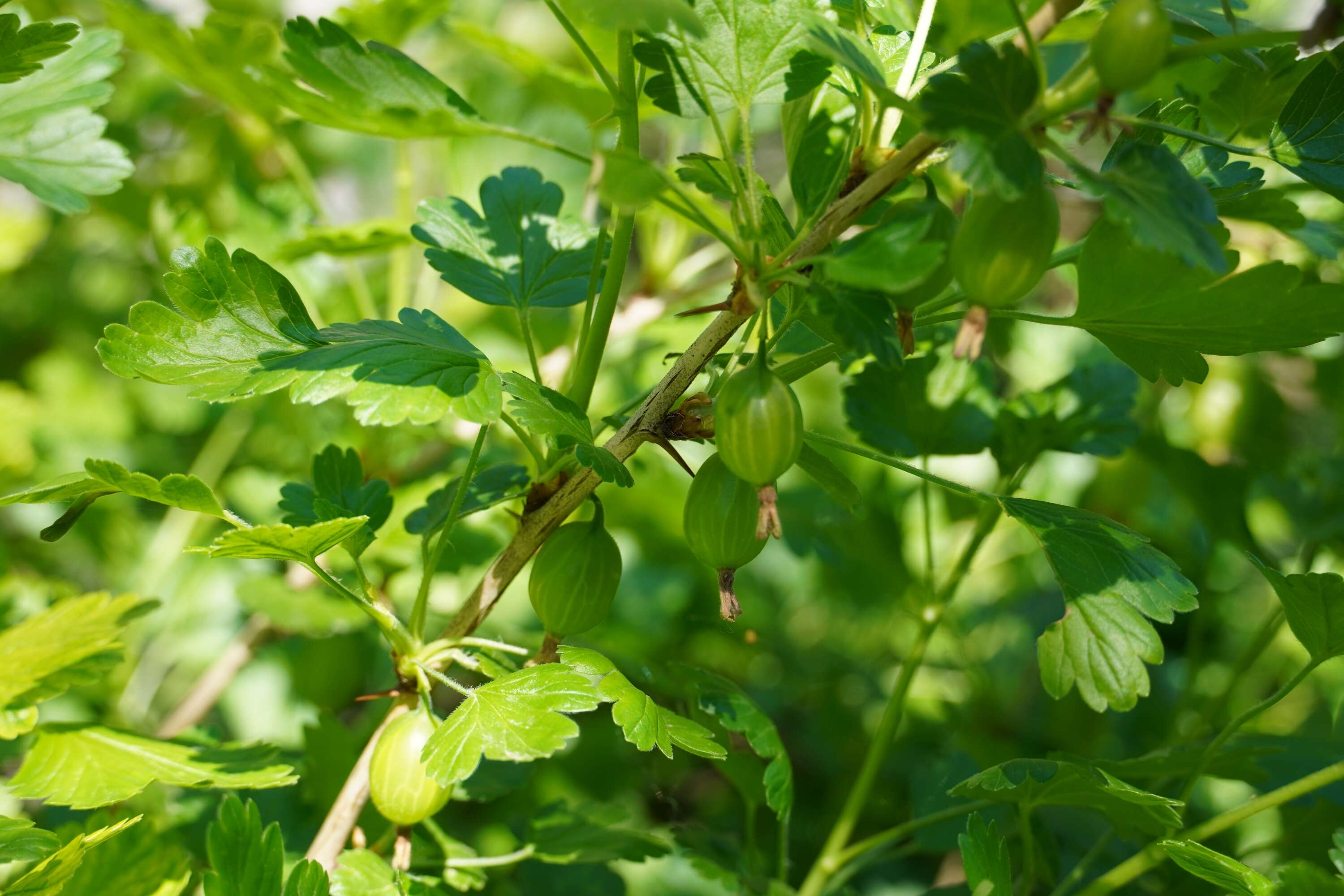 Image of European gooseberry