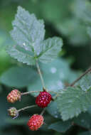 Слика од Rubus ursinus Cham. & Schltdl.