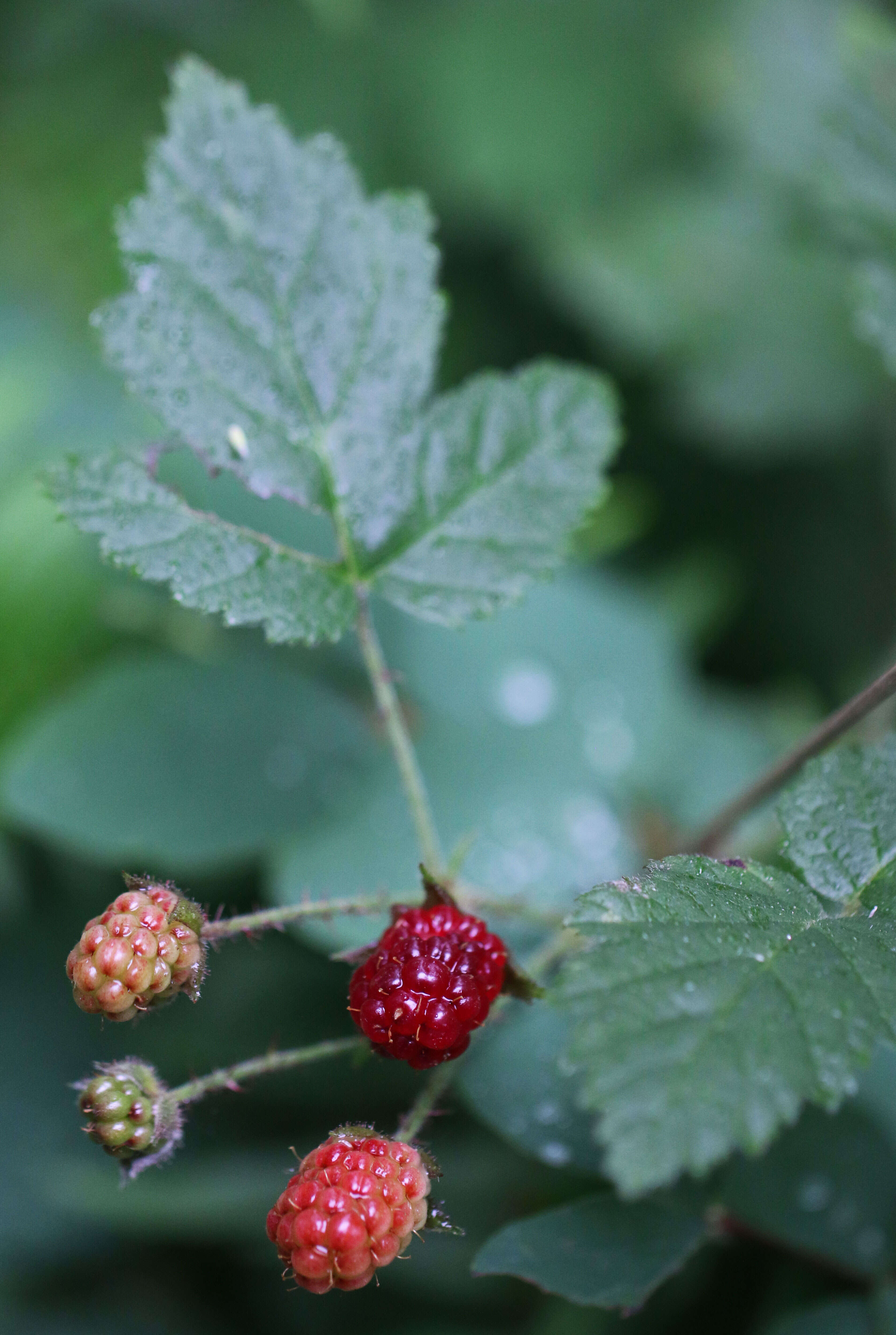 Слика од Rubus ursinus Cham. & Schltdl.