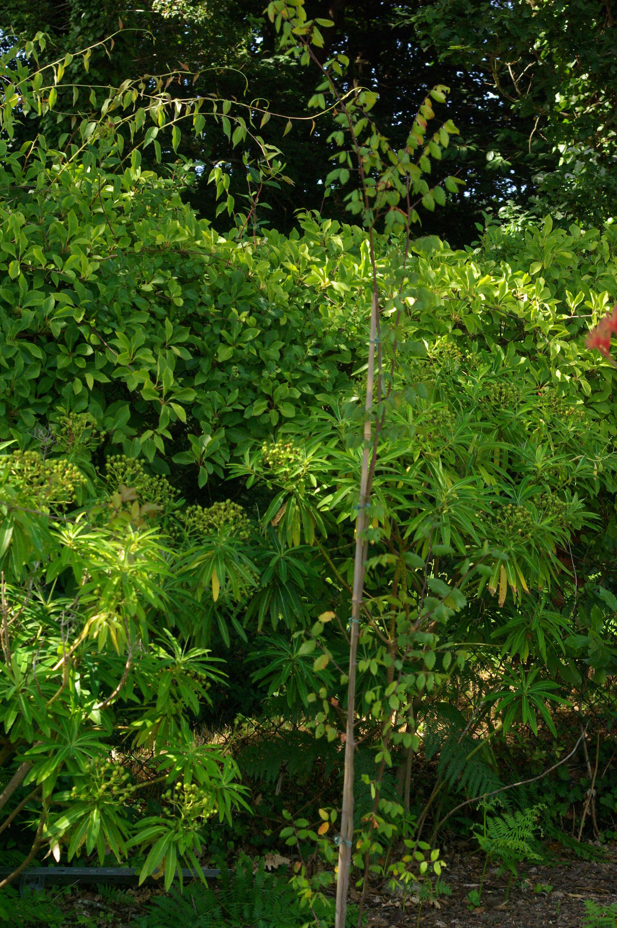 Слика од Zelkova sicula G. Di Pasquale, G. Garfi & P. Quezel