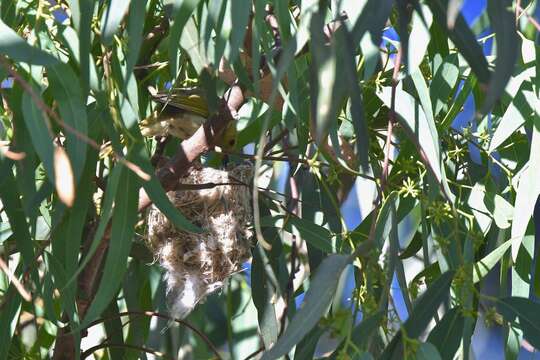 Image of White-plumed Honeyeater