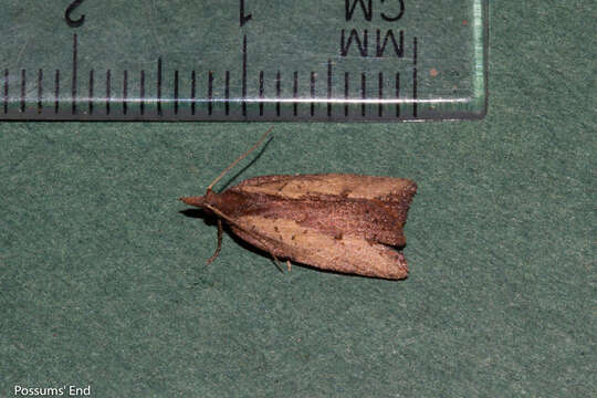 Image of blacklegged leafroller