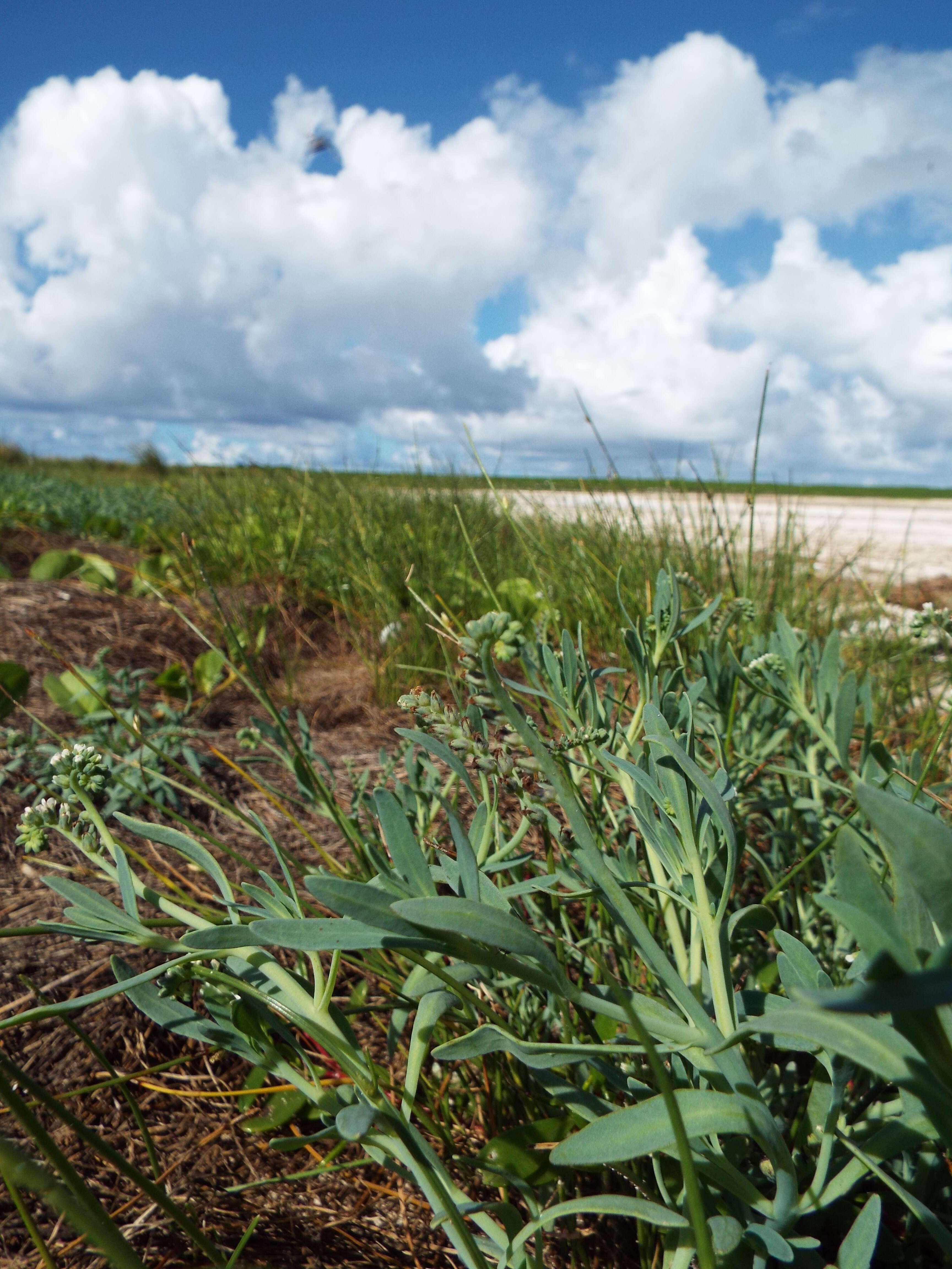 Image of salt heliotrope