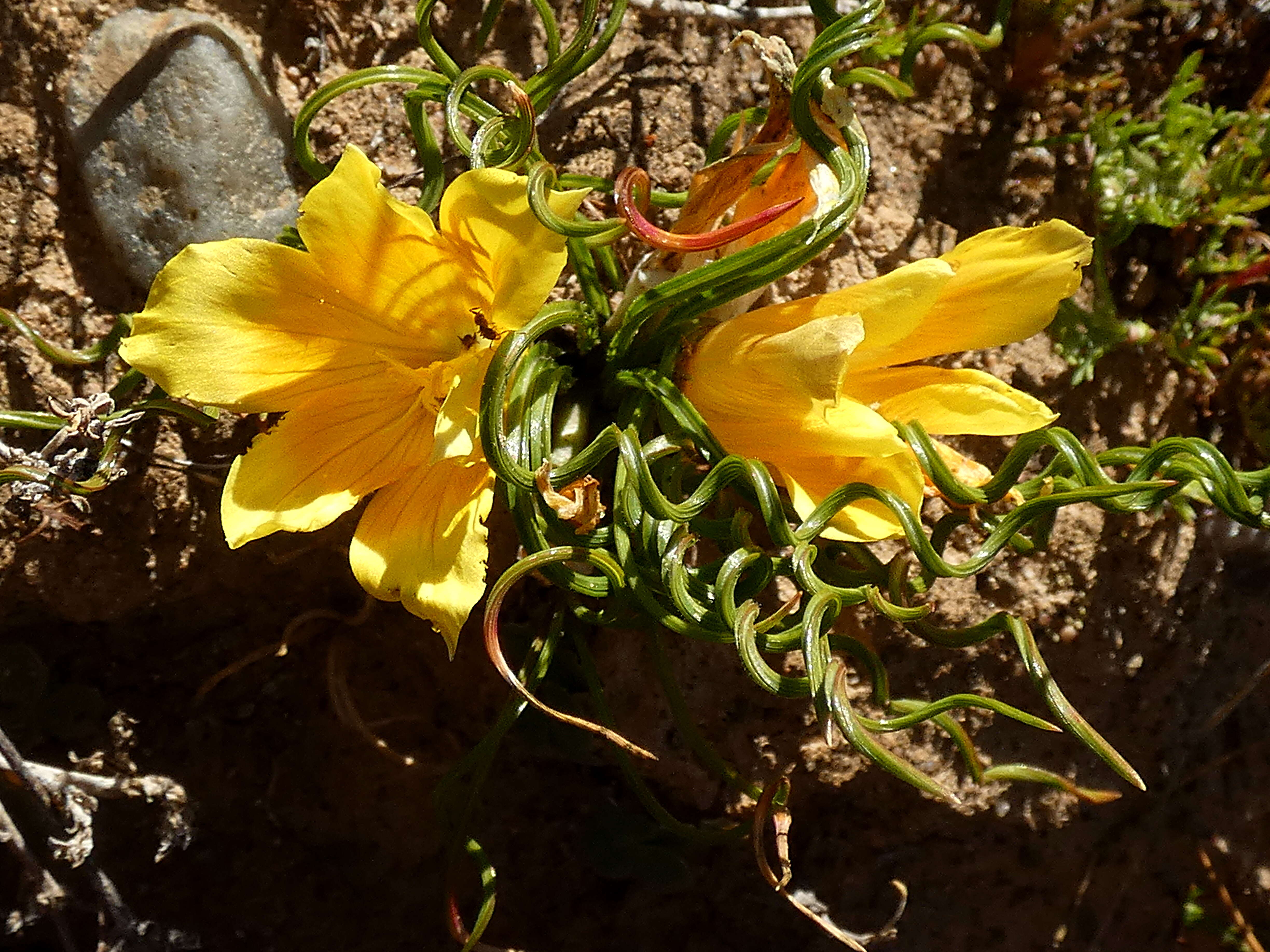 Image of Romulea tortuosa (Licht. ex Roem. & Schult.) Baker