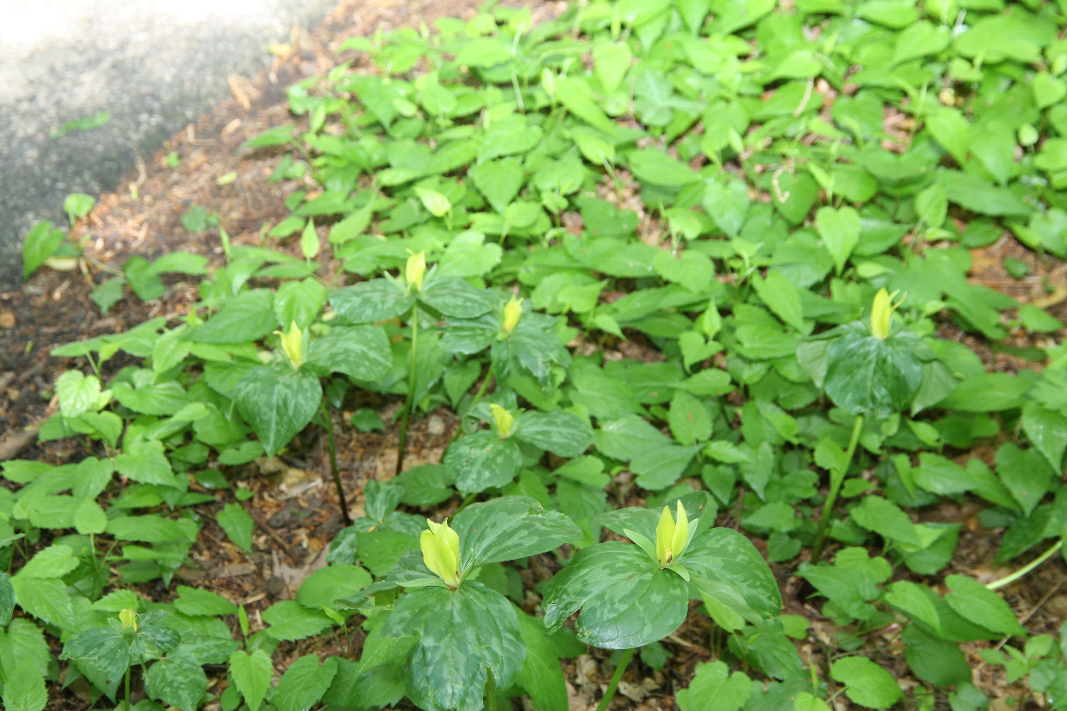 Trillium luteum (Muhl.) Harb. resmi