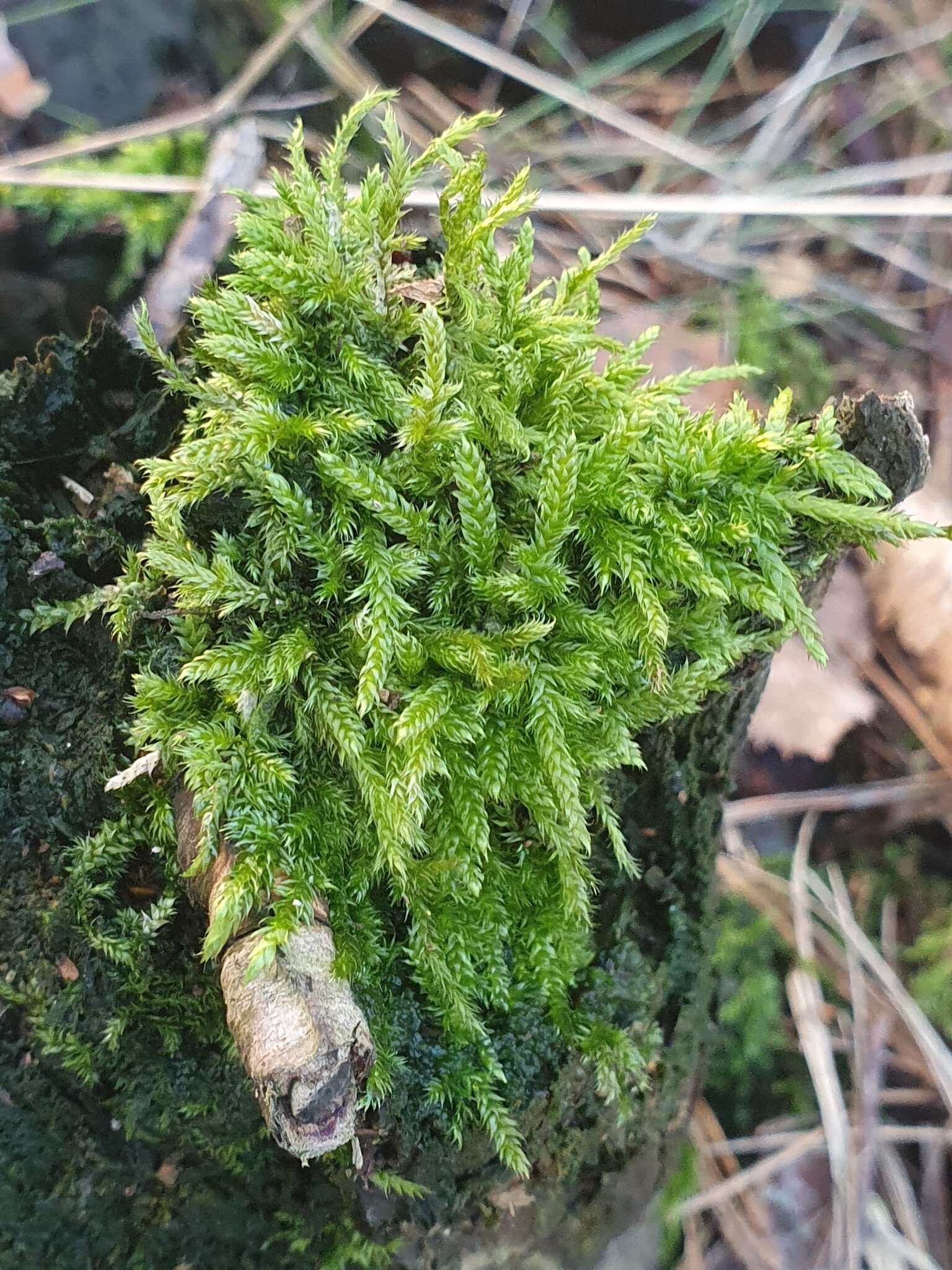 Image of hypnum moss