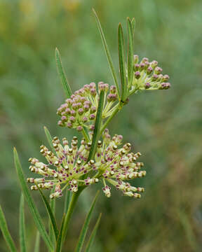 Image de Asclepias hirtella (Pennell) R. E. Woodson