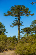 Слика од Araucaria araucana (Molina) K. Koch