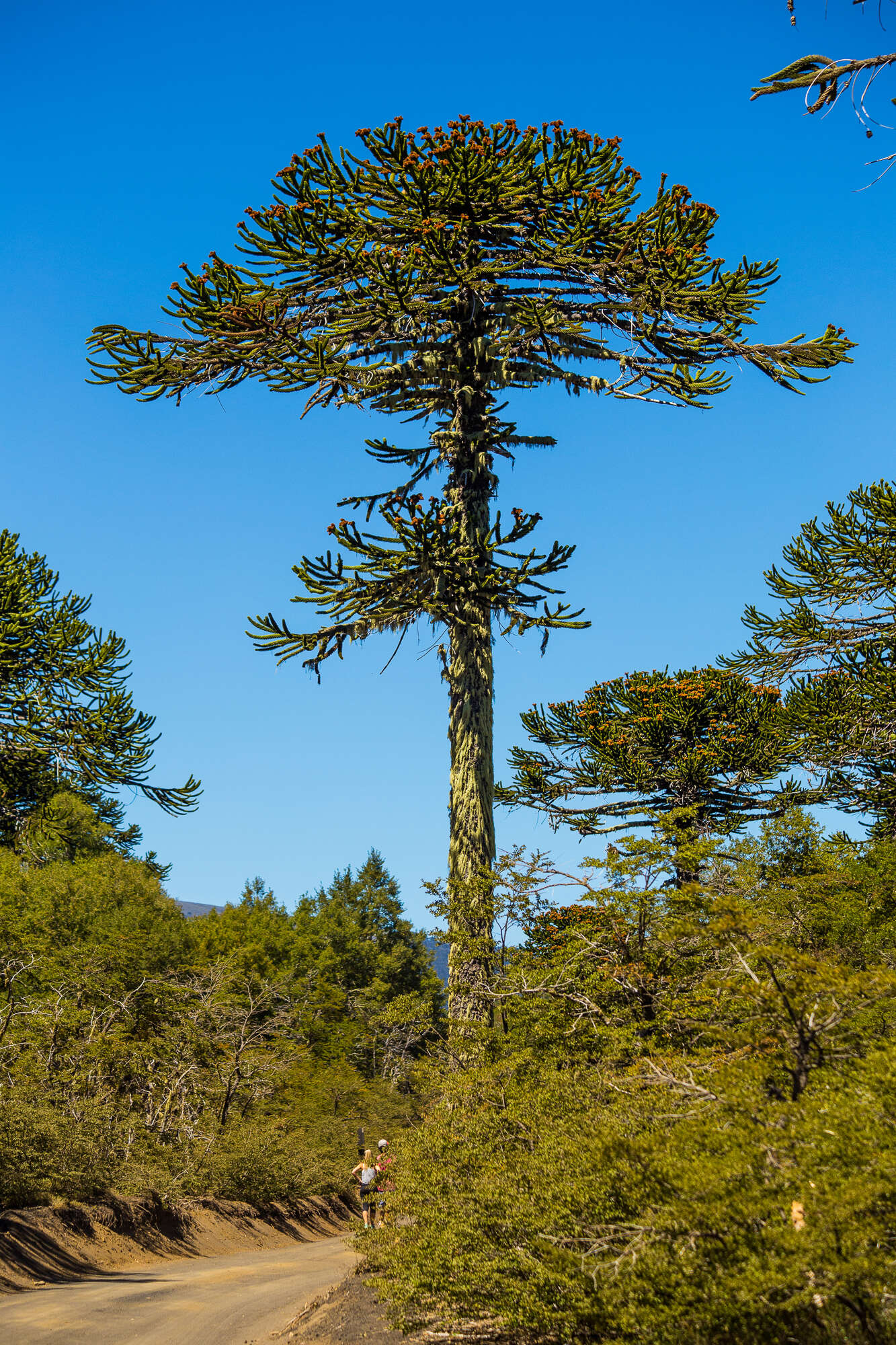 Image of Monkey Puzzle