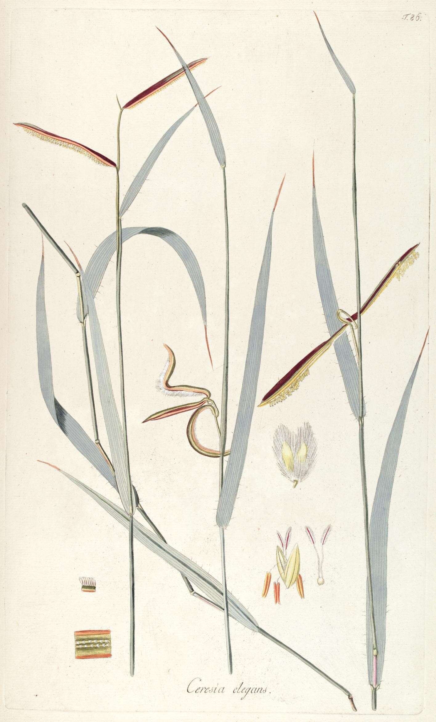 Image of Paspalum ceresia (Kuntze) Chase